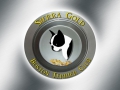 sierra_gold_boston_terriers_02